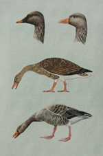 Goose of Meidum print