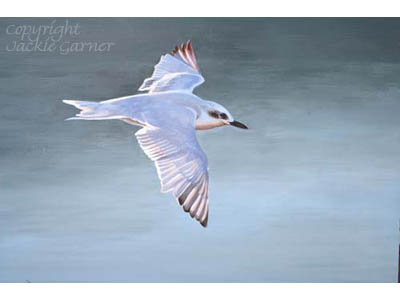 Gull Billed Tern