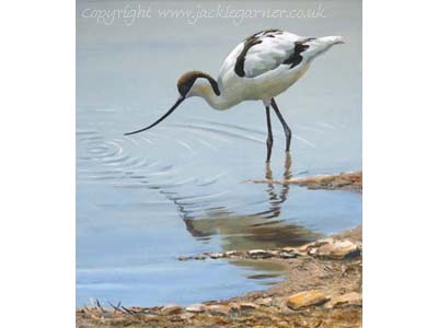 Avocet
