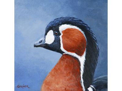 Red-breasted Goose