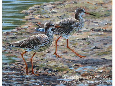 Redshanks, painting in acrylics