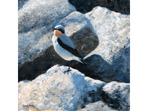 Contrasts, painting of a Wheatear