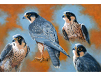 Peregrines