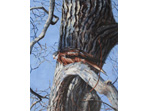 Red Kite Acrylic painting of Woodpigeons