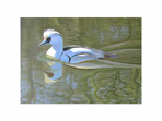 Link to large image of  Slimbridge Smew