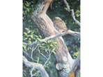 Little Owl painting with acrylics