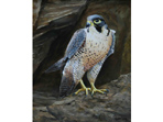 Peregrine painting in acrylics