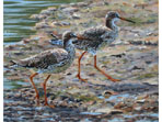 Redshanks, acrylics painting