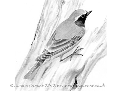 Redstart