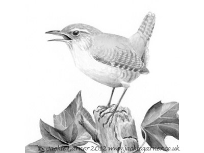 Wren