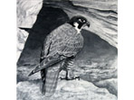 Peregrine painting in watercolour