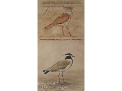 Black-headed Plover