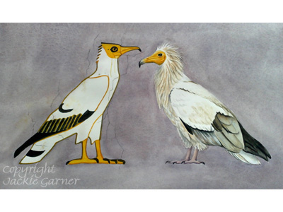 Egyptian Vultures