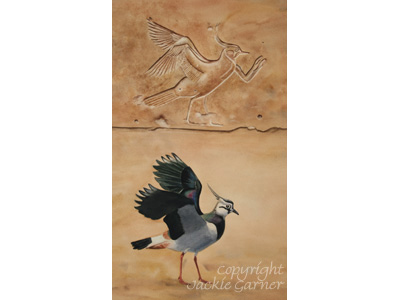 Northern Lapwing