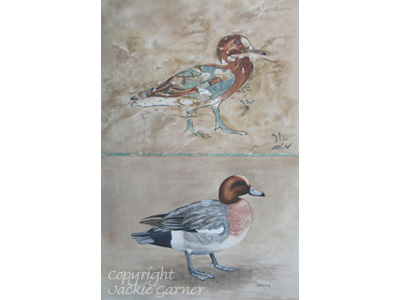 Wigeon