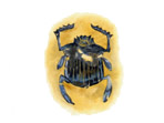Scarab Beetle