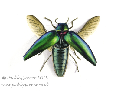 Beetle watercolour painting