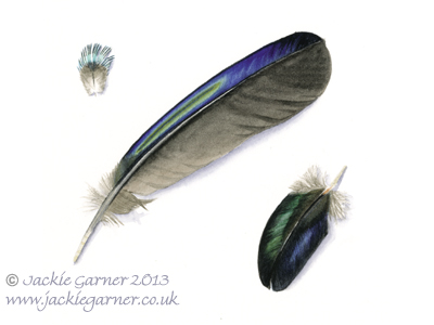 "Black" Feathers watercolour painting
