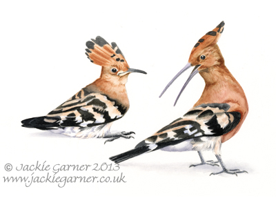 Hoopoes
