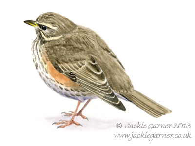 Redwing watercolour painting
