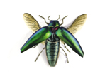 Beetle painting in watercolour