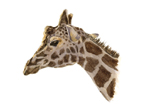 Watercolour painting of Giraffe
