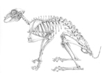 Pencil Drawing of a Brown Hare Skeleton