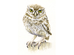 Little Owl III