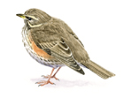 Redwing painting in watercolour