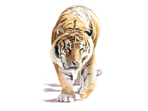 Tiger painting in watercolour