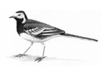 Pied Wagtail