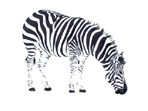 Zebra painting in watercolour