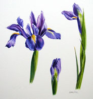 Irises
