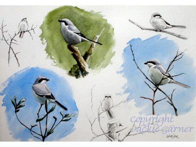 Sketches of Great Grey Shrike