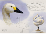 Sketch of Bewick Swan