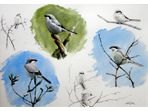 Sketch of Great Grey Shrike