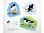 Sketch of Pied Flycatcher