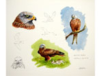 Red Kites studies
