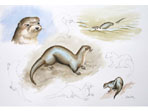 Otter sketches