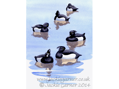 Tufted Ducks, watercolour painting 