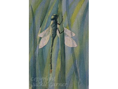 Dragonfly paintings - Emperor Dragonfly painting  in watercolour 