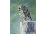 Watercolour painting of little Owl
