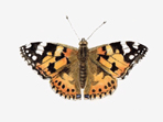 Watercolour painting of Painted Lady butterfly