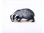 Badger