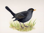Blackbird