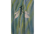Dragonfly paintings - Emperor dragonfly painting in watercolour