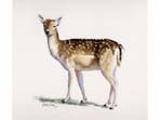 View larger image of Fallow Deer 