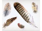 Watercolour of feather studies