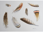 watercolour of Feathers