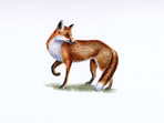 Fox